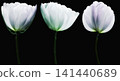 set  flowers tulips on black isolated background with clipping path. Close-up. Flowers  on the stem. Nature. 141440689