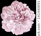 pink  peony flower on black isolated background with clipping path.  For design.  Closeup. 141440691
