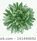 Green  dahlia. Flower on a white isolated background with clipping path.  For design.  Closeup.  Nature. 141440692