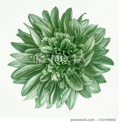 Green dahlia. Flower on a white isolated background with clipping path. For design. Closeup. Nature. Green dahlia. Flower on a white isolated background with clipping path. For design. Closeup. Nature. 141440692