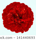peony flower on isolated background with clipping path.  For design.  Closeup. 141440693