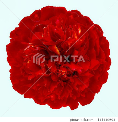 peony flower on isolated background with clipping path. For design. Closeup. peony flower on isolated background with clipping path. For design. Closeup. 141440693