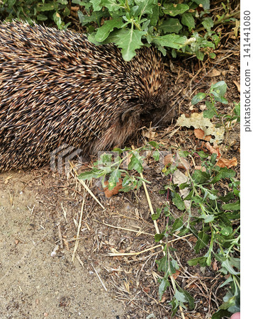 Wild Hedgehog Foraging Among Plants and Dry Leaves 141441080