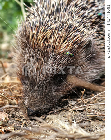 Close Up of Wild Hedgehog With Green Flies Close Up of Wild Hedgehog With Green Flies 141441081