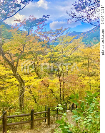 鹽原谷步道沿線的秋葉美景 鹽原谷步道沿線的秋葉美景 141441114