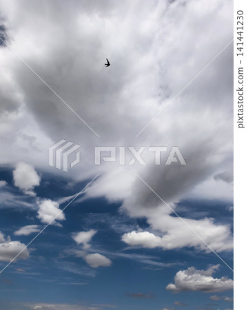 Flying Bird Beneath Dramatic Layered Summer Clouds Flying Bird Beneath Dramatic Layered Summer Clouds 141441230