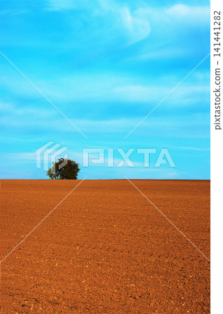 Lonely tree standing on the horizon of a freshly plowed agricultural field under a lightly clouded sky in the spring time Lonely tree standing on the horizon of a freshly plowed agricultural field under a lightly clouded sky in the spring time 141441282