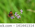 Small copper that came to suck the nectar of flowers 141441314