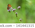 Small copper that came to suck the nectar of flowers 141441315