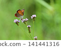 Small copper that came to suck the nectar of flowers 141441316