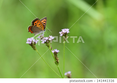 Small copper that came to suck the nectar of flowers Small copper that came to suck the nectar of flowers 141441316
