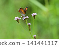 Small copper that came to suck the nectar of flowers 141441317