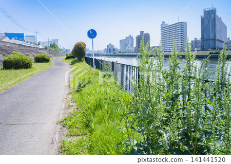 A view of a riverside promenade overgrown with lush greenery and flowers, and a residential area with apartment buildings. A view of a riverside promenade overgrown with lush greenery and flowers, and a residential area with apartment buildings. 141441520