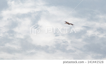 A single kite soars gracefully through the cloudy sky, its wings flapping. A single kite soars gracefully through the cloudy sky, its wings flapping. 141441528