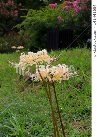 White cluster amaryllis 141441684