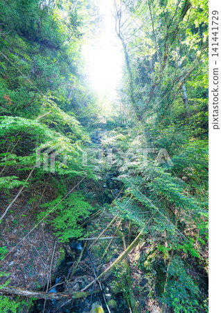 Deep in the forest Deep in the forest 141441729