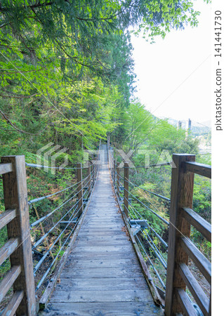 Suspension bridge in the forest Suspension bridge in the forest 141441730