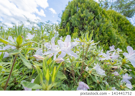 白花 白花 141441752