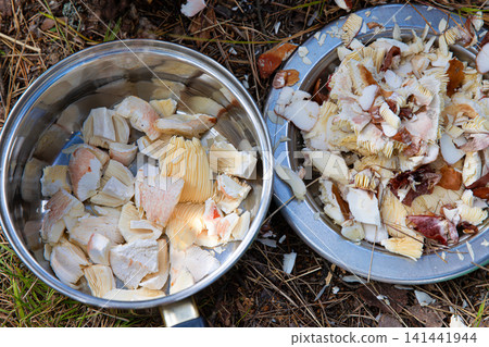 Top down view of metal cooking pot and plate filled with chopped wild mushrooms and leftovers after cleaning resting on the forest floor. Top down view of metal cooking pot and plate filled with chopped wild mushrooms and leftovers after cleaning resting on the forest floor. 141441944