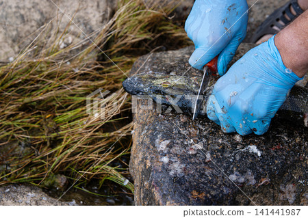 Fisherman filleting fresh fish on beach outdoors. Closeup of hands wearing blue latex gloves using a sharp knife to fillet a fresh fish on a rock surface. Fisherman filleting fresh fish on beach outdoors. Closeup of hands wearing blue latex gloves using a sharp knife to fillet a fresh fish on a rock surface. 141441987