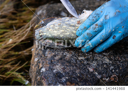 Fisherman filleting fresh fish on beach outdoors. Closeup of hands wearing blue latex gloves using a sharp knife to fillet a fresh fish on a rock surface. Fisherman filleting fresh fish on beach outdoors. Closeup of hands wearing blue latex gloves using a sharp knife to fillet a fresh fish on a rock surface. 141441988