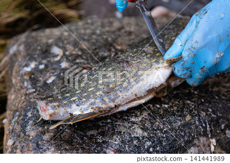 Fisherman filleting fresh fish on beach outdoors. Closeup of hands wearing blue latex gloves using a sharp knife to fillet a fresh fish on a rock surface. Fisherman filleting fresh fish on beach outdoors. Closeup of hands wearing blue latex gloves using a sharp knife to fillet a fresh fish on a rock surface. 141441989