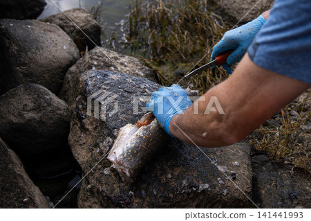 Fisherman wearing blue latex protective gloves is cleaning a freshly caught pike fish using a knife on the sea shore on rocks near water. Fisherman wearing blue latex protective gloves is cleaning a freshly caught pike fish using a knife on the sea shore on rocks near water. 141441993