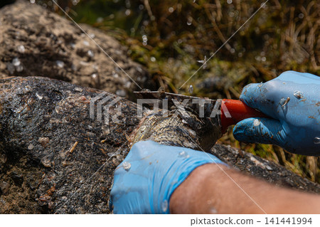Fisherman filleting fresh fish on beach outdoors. Closeup of hands wearing blue latex gloves using a sharp knife to fillet a fresh fish on a rock surface. Fisherman filleting fresh fish on beach outdoors. Closeup of hands wearing blue latex gloves using a sharp knife to fillet a fresh fish on a rock surface. 141441994