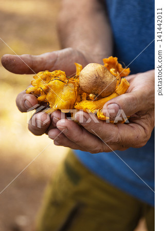 Man holding a handful of freshly picked yellow chanterelle mushrooms. Man holding a handful of freshly picked yellow chanterelle mushrooms. 141442011