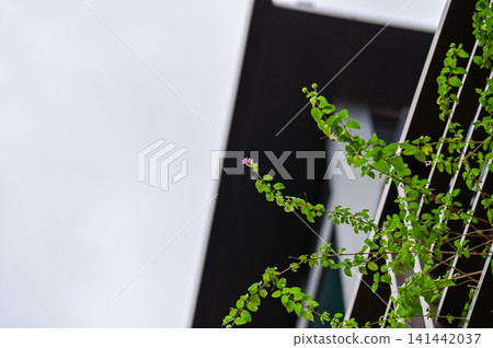 The view of the wild grass in the corner. Flower and plant. Close-up of the green leaves. Leaves background. Nature concept. The view of the wild grass in the corner. Flower and plant. Close-up of the green leaves. Leaves background. Nature concept. 141442037