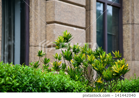 The view of the wild grass in the corner. Flower and plant. Close-up of the green leaves. Leaves background. Nature concept. The view of the wild grass in the corner. Flower and plant. Close-up of the green leaves. Leaves background. Nature concept. 141442040