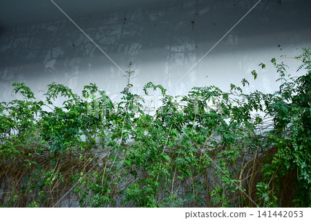 The view of the wild grass in the corner. Flower and plant. Close-up of the green leaves. Leaves background. Nature concept. The view of the wild grass in the corner. Flower and plant. Close-up of the green leaves. Leaves background. Nature concept. 141442053