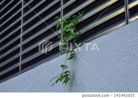 The view of the wild grass in the corner. Flower and plant. Close-up of the green leaves. Leaves background. Nature concept. The view of the wild grass in the corner. Flower and plant. Close-up of the green leaves. Leaves background. Nature concept. 141442055