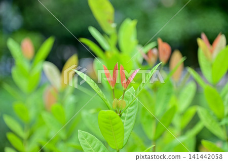 The view of the wild grass in the corner. Flower and plant. Close-up of the green leaves. Leaves background. Nature concept. The view of the wild grass in the corner. Flower and plant. Close-up of the green leaves. Leaves background. Nature concept. 141442058
