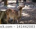 A wild Japanese deer fawn stands in the forest where sunlight filters through the trees. 141442083