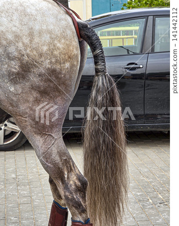 A dapple gray horse stands in a stable area with its beautifully braided long tail visible. The horse is wearing protective leg boots. A car is seen in the background. A dapple gray horse stands in a stable area with its beautifully braided long tail visible. The horse is wearing protective leg boots. A car is seen in the background. 141442112