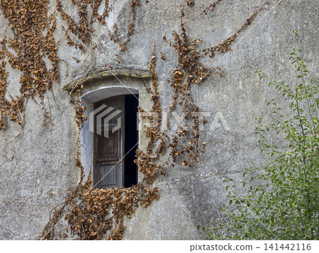 A wooden window stands open in an abandoned house. Dry ivy vines cover the weathered plaster wall. This scene is set in the quiet Spanish countryside. 141442116