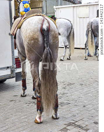 Horses stand in a row with saddles and braided tails as they wait outside before a traditional equestrian show. The setting is busy with preparations for the event. Horses stand in a row with saddles and braided tails as they wait outside before a traditional equestrian show. The setting is busy with preparations for the event. 141442117