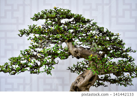 Close-up of the Bonsai Display, penjing. Plant and decoration concept. Close-up of the Bonsai Display, penjing. Plant and decoration concept. 141442133