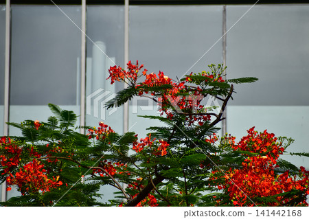 The view of the flowers and grass in the corner in the city. Greenery in the city. Flowers and plants in the city and street. Cityscape and plants. Flower and plant concept. The view of the flowers and grass in the corner in the city. Greenery in the city. Flowers and plants in the city and street. Cityscape and plants. Flower and plant concept. 141442168