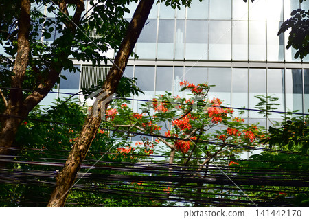 The view of the flowers and grass in the corner in the city. Greenery in the city. Flowers and plants in the city and street. Cityscape and plants. Flower and plant concept. The view of the flowers and grass in the corner in the city. Greenery in the city. Flowers and plants in the city and street. Cityscape and plants. Flower and plant concept. 141442170