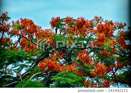 The view of the flowers and grass in the corner in the city. Greenery in the city. Flowers and plants in the city and street. Cityscape and plants. Flower and plant concept. 141442171