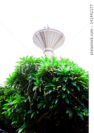 The view of the flowers and grass in the corner in the city. Greenery in the city. Flowers and plants in the city and street. Cityscape and plants. Flower and plant concept. The view of the flowers and grass in the corner in the city. Greenery in the city. Flowers and plants in the city and street. Cityscape and plants. Flower and plant concept. 141442177