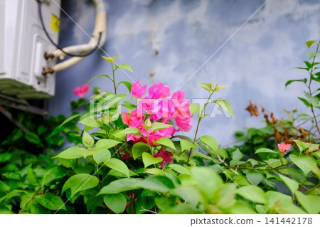 The view of the flowers and grass in the corner in the city. Greenery in the city. Flowers and plants in the city and street. Cityscape and plants. Flower and plant concept. The view of the flowers and grass in the corner in the city. Greenery in the city. Flowers and plants in the city and street. Cityscape and plants. Flower and plant concept. 141442178