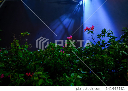 The view of the flowers and grass in the corner in the city. Greenery in the city. Flowers and plants in the city and street. Cityscape and plants. Flower and plant concept. The view of the flowers and grass in the corner in the city. Greenery in the city. Flowers and plants in the city and street. Cityscape and plants. Flower and plant concept. 141442181