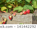 A crop of fresh strawberries hanging from a makeshift wooden garden bed. 141442292