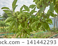 A group of young green apples on an apple tree branch in the garden 141442293