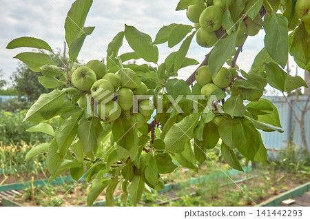 A group of young green apples on an apple tree branch in the garden A group of young green apples on an apple tree branch in the garden 141442293