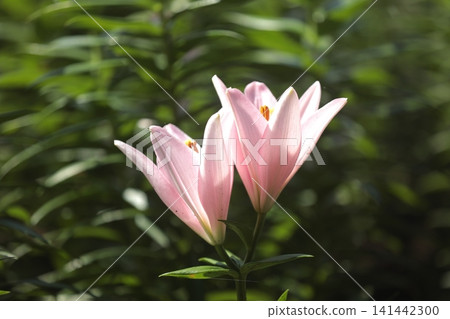 Two pink lilies have begun to bloom. Two pink lilies have begun to bloom. 141442300