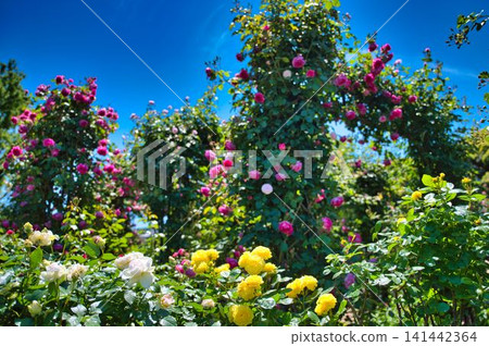 rose rose 141442364